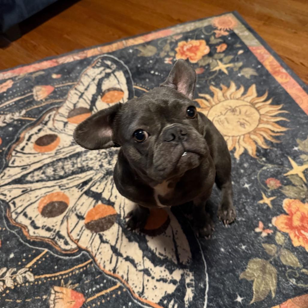 Enlarge Shayla, a Adoptable French Bulldog in Bessemer, AL image 3/6