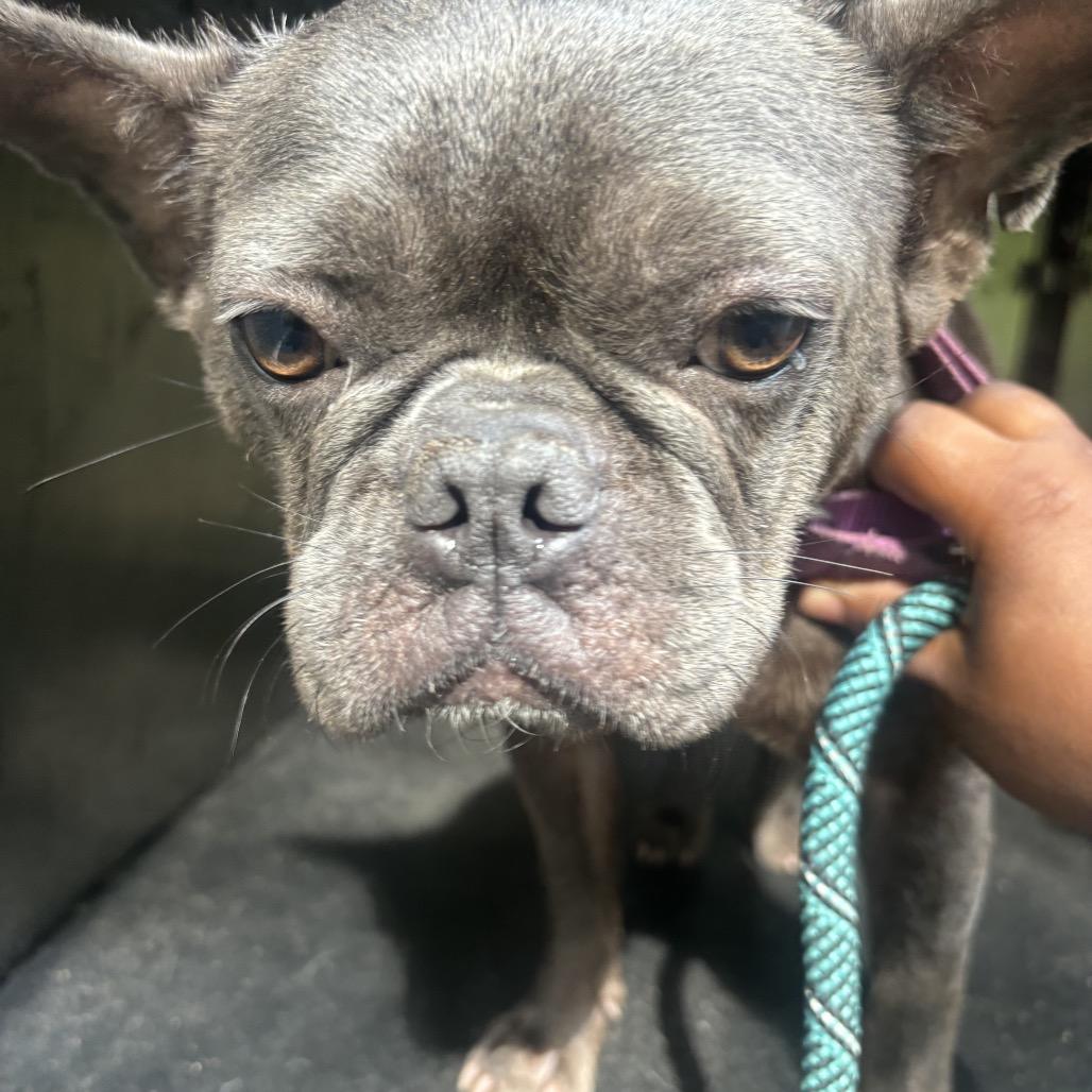 Enlarge Shayla, a Adoptable French Bulldog in Bessemer, AL image 4/6