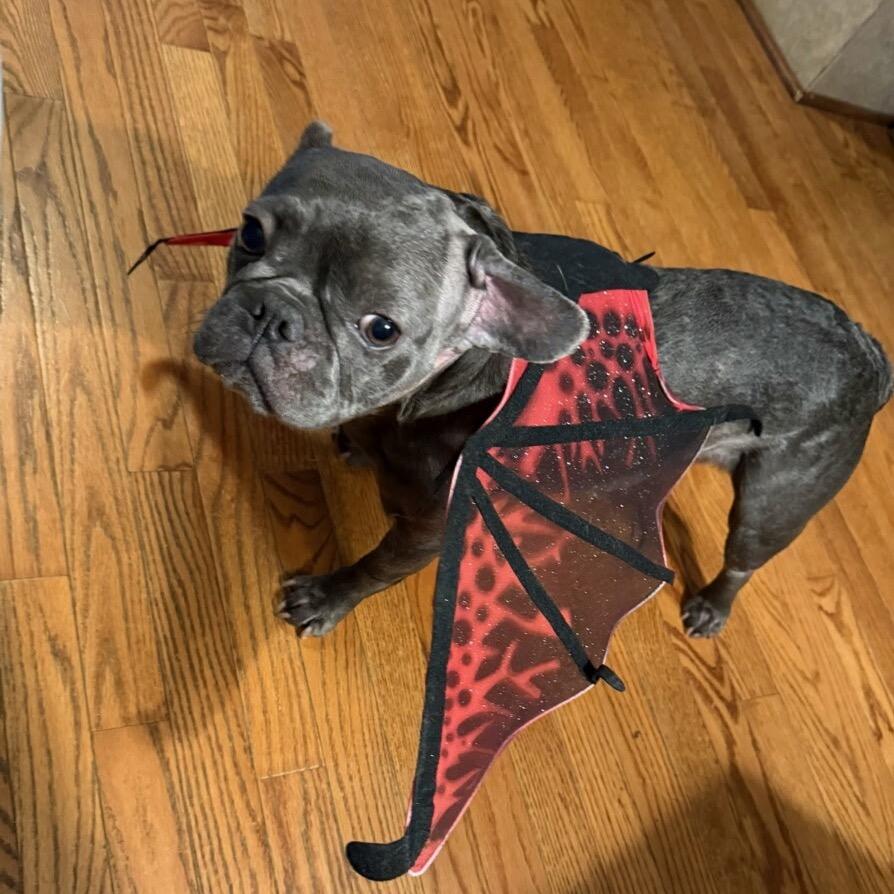Enlarge Shayla, a Adoptable French Bulldog in Bessemer, AL image 5/6
