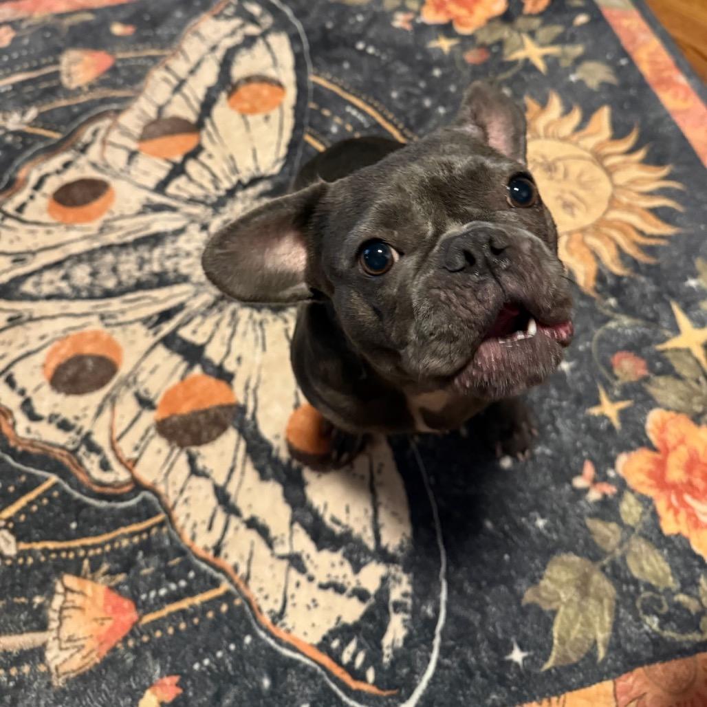 Enlarge Shayla, a Adoptable French Bulldog in Bessemer, AL image 6/6