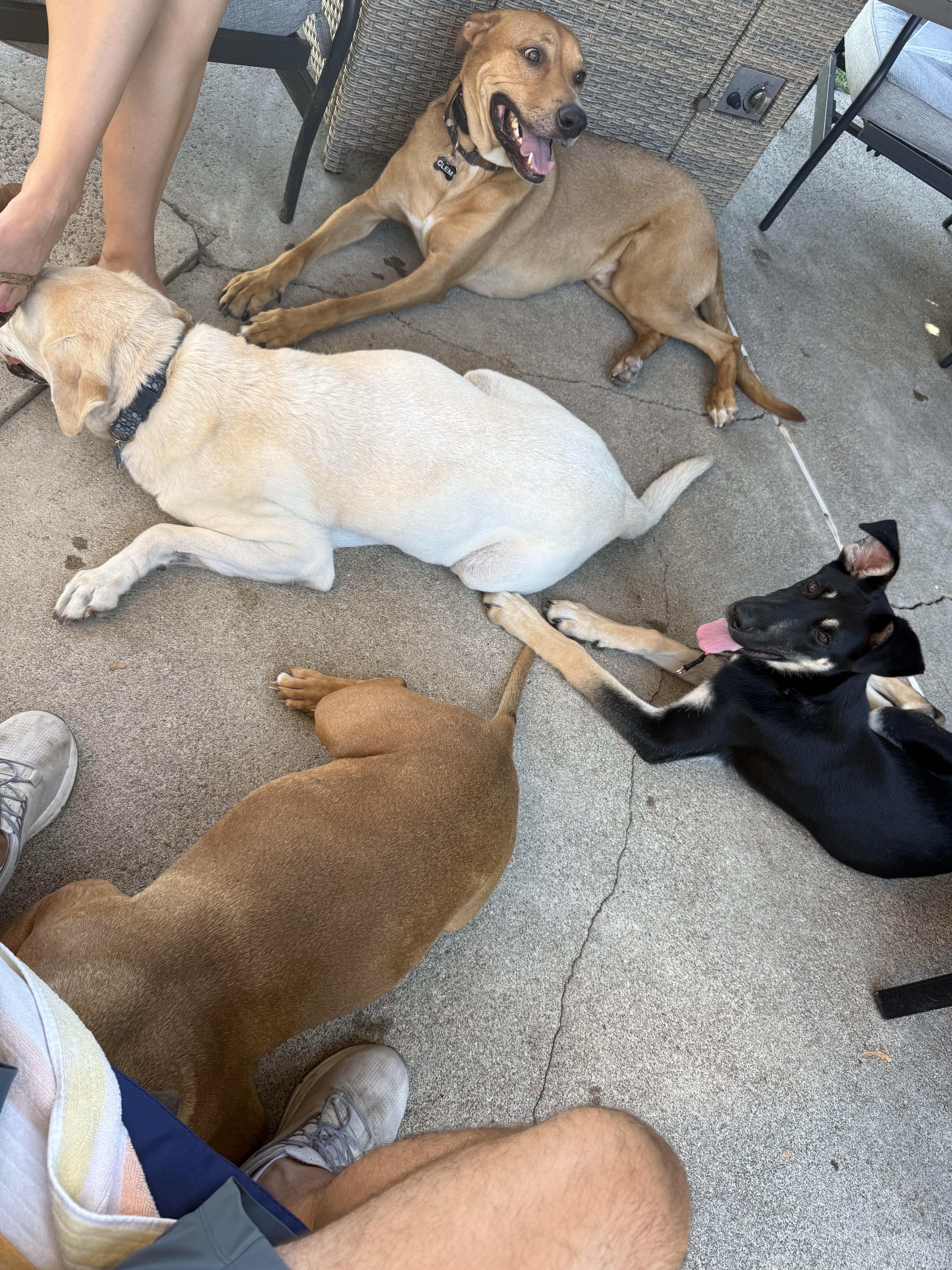 Enlarge Zoey, a ADOPTABLE mixed breed in los angeles, CA image 5/5