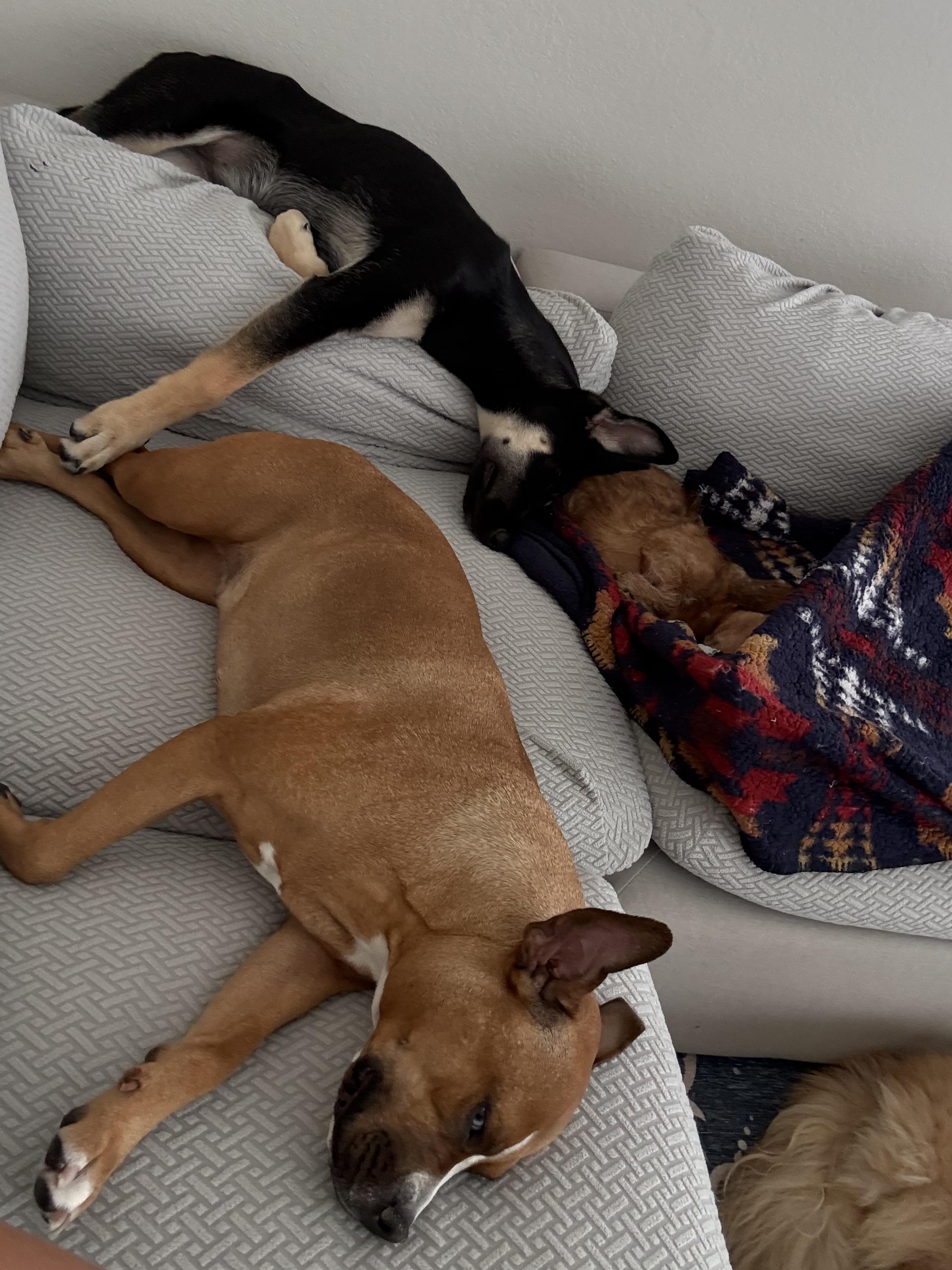 Enlarge Zoey, a ADOPTABLE mixed breed in los angeles, CA image 3/5