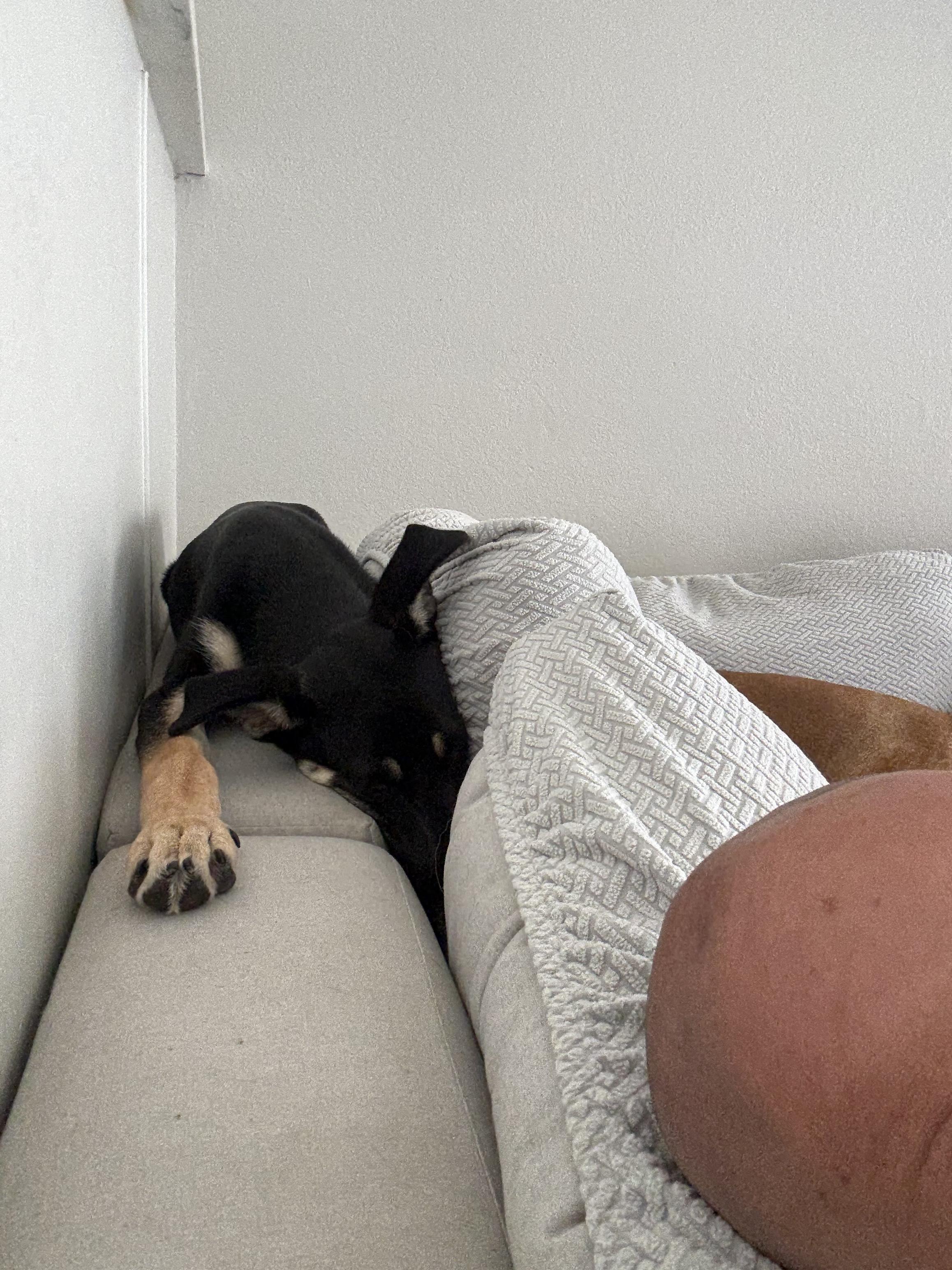 Enlarge Zoey, a ADOPTABLE mixed breed in los angeles, CA image 2/5