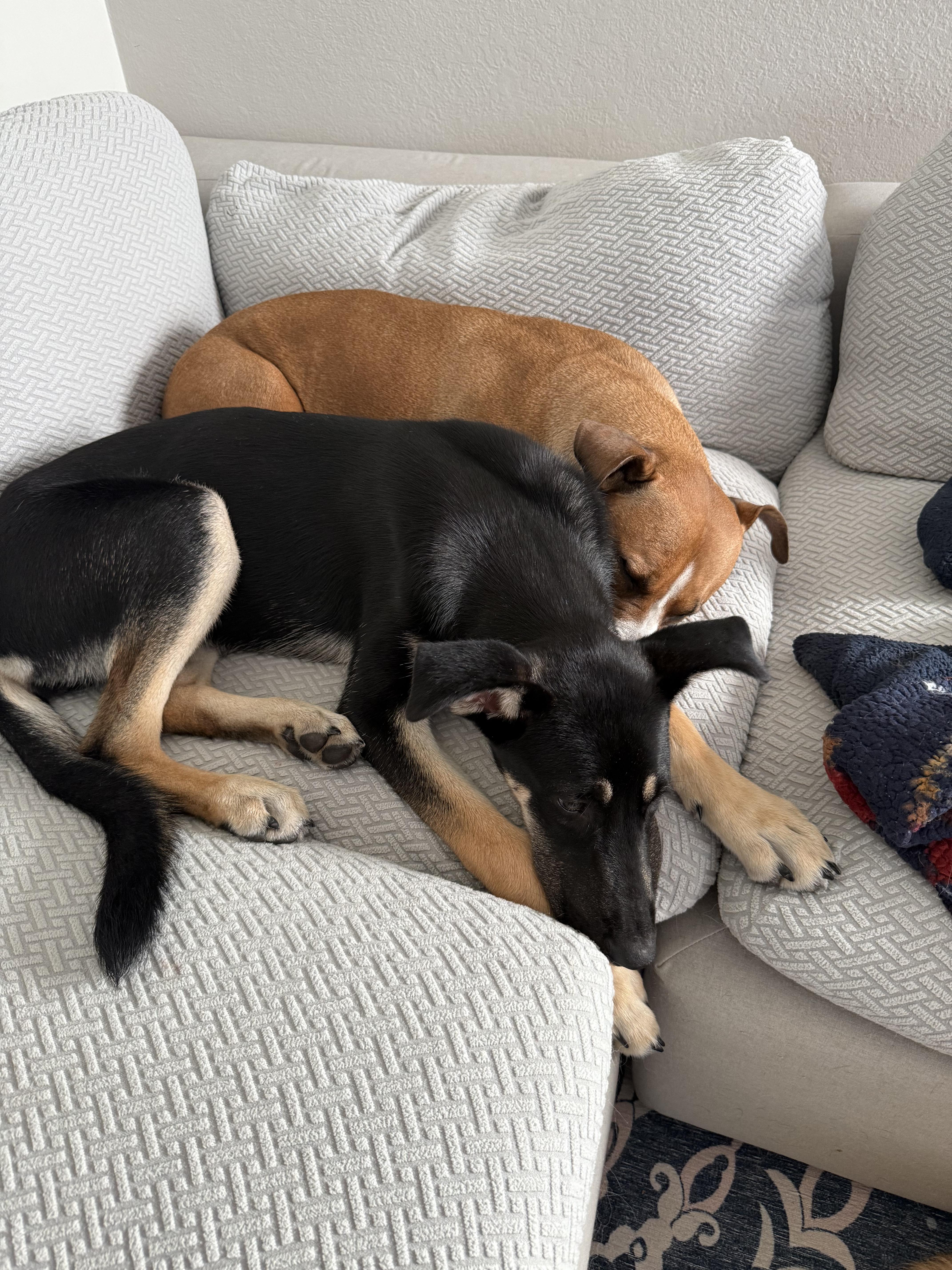 Zoey, ADOPTABLE, Young Female German Shepherd Dog.