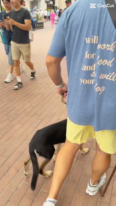 Enlarge Zoey, a ADOPTABLE mixed breed in los angeles, CA video 4/5