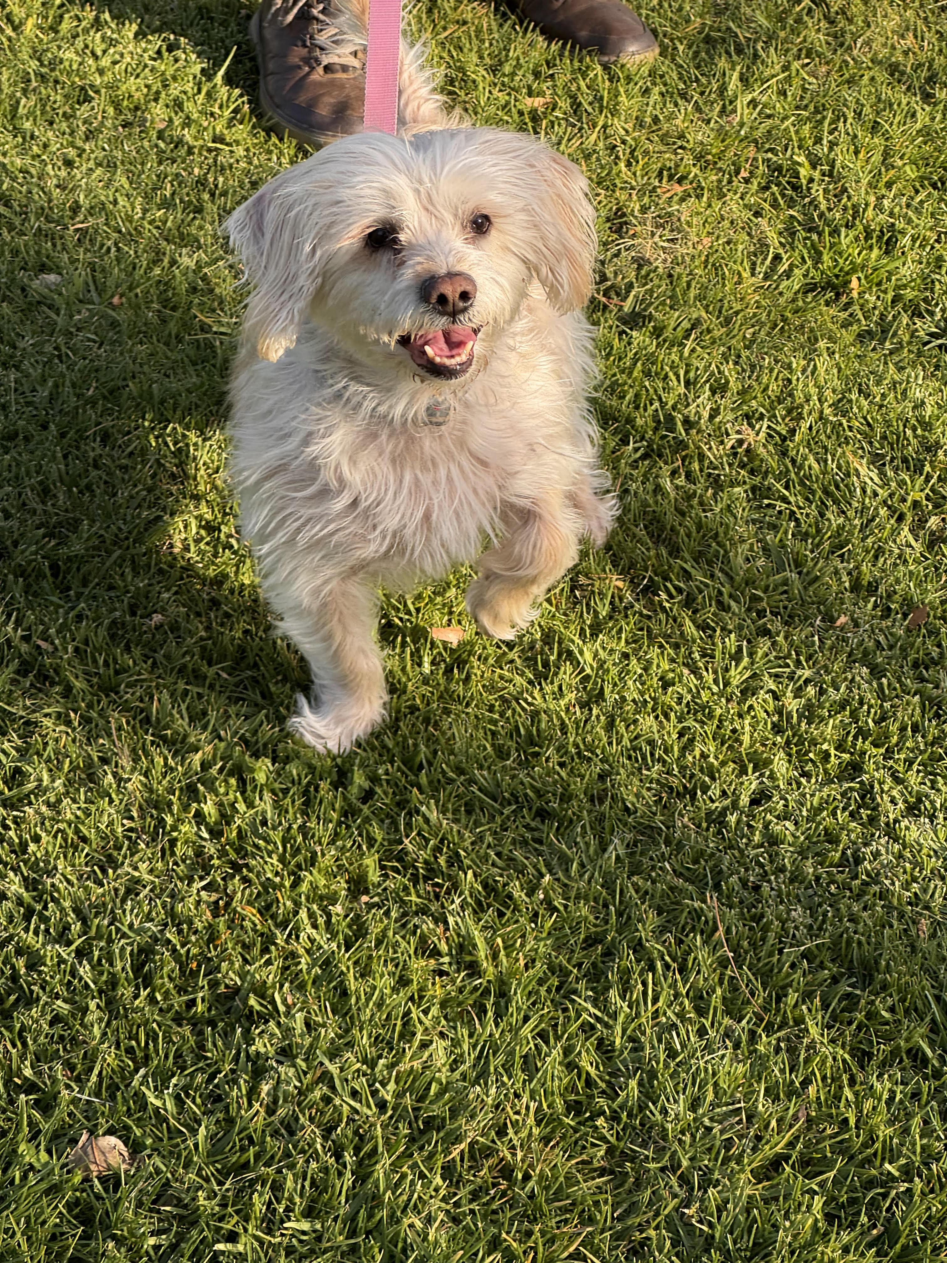 Enlarge Rubie, an adoptable mixed breed in Studio City, CA image 3/5