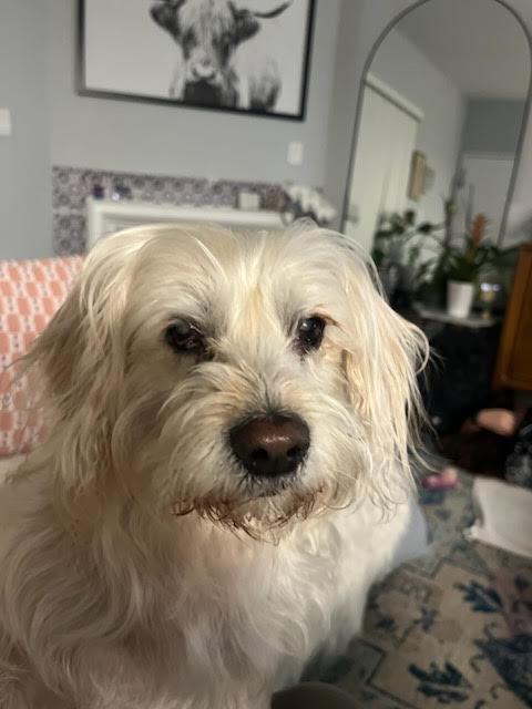 Rubie, a Adoptable mixed breed in Studio City, CA image 3/4