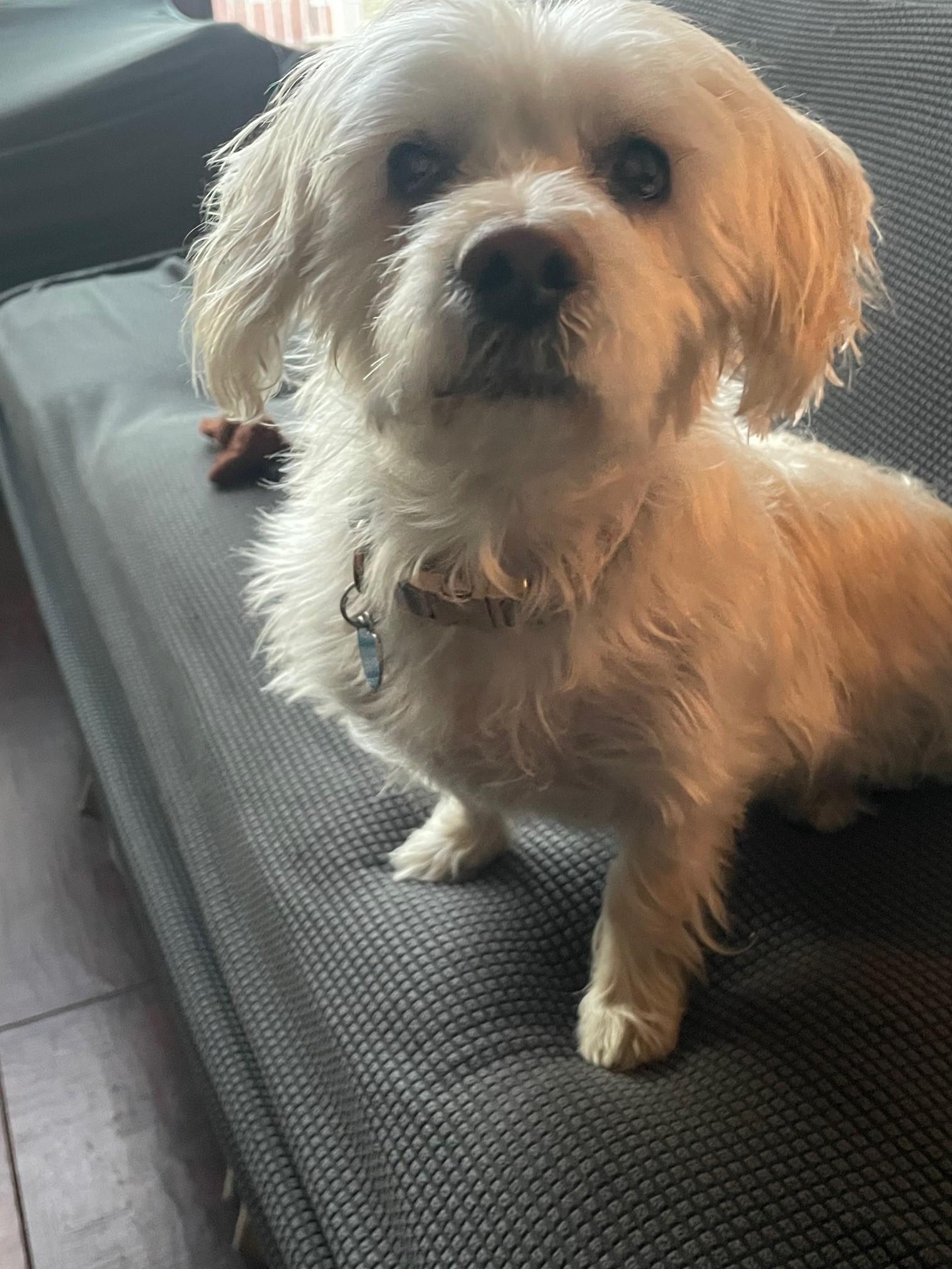 Enlarge Rubie, an adoptable mixed breed in Studio City, CA image 1/4