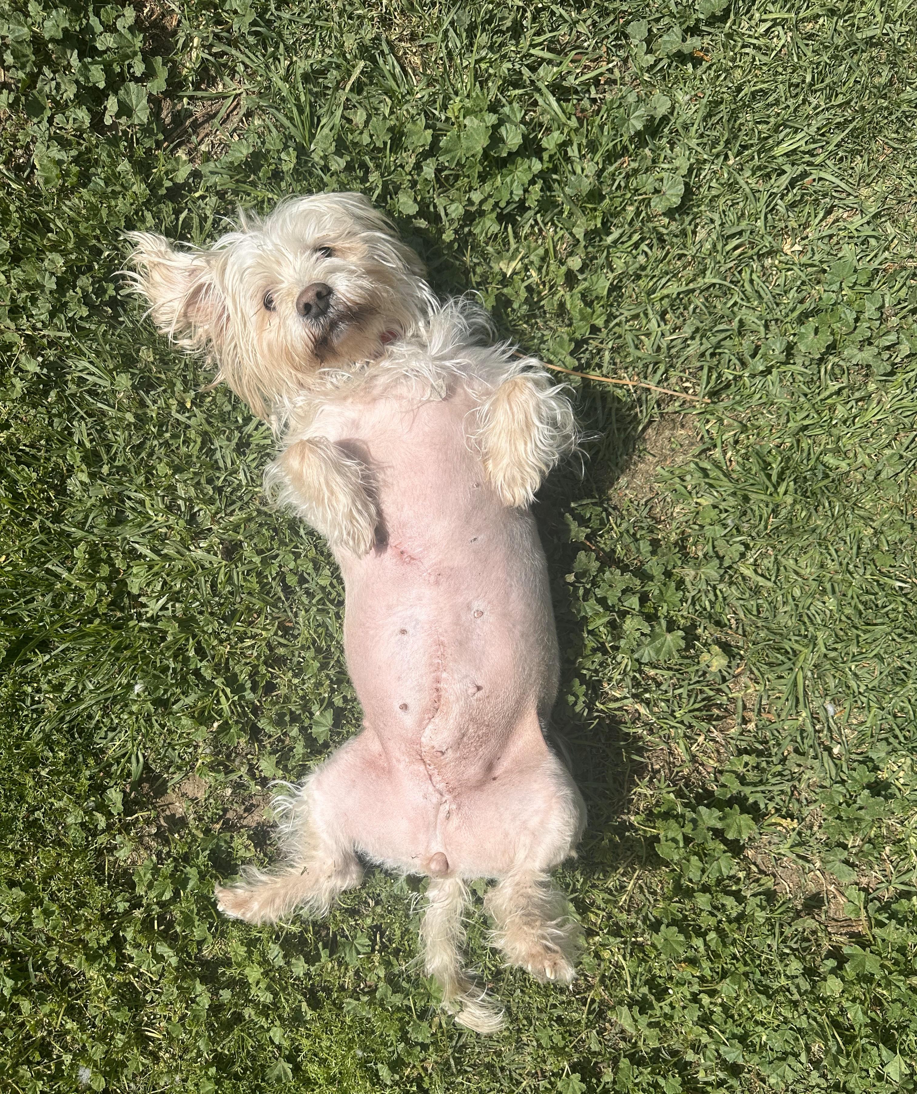 Rubie, a Adoptable mixed breed in Studio City, CA image 2/4