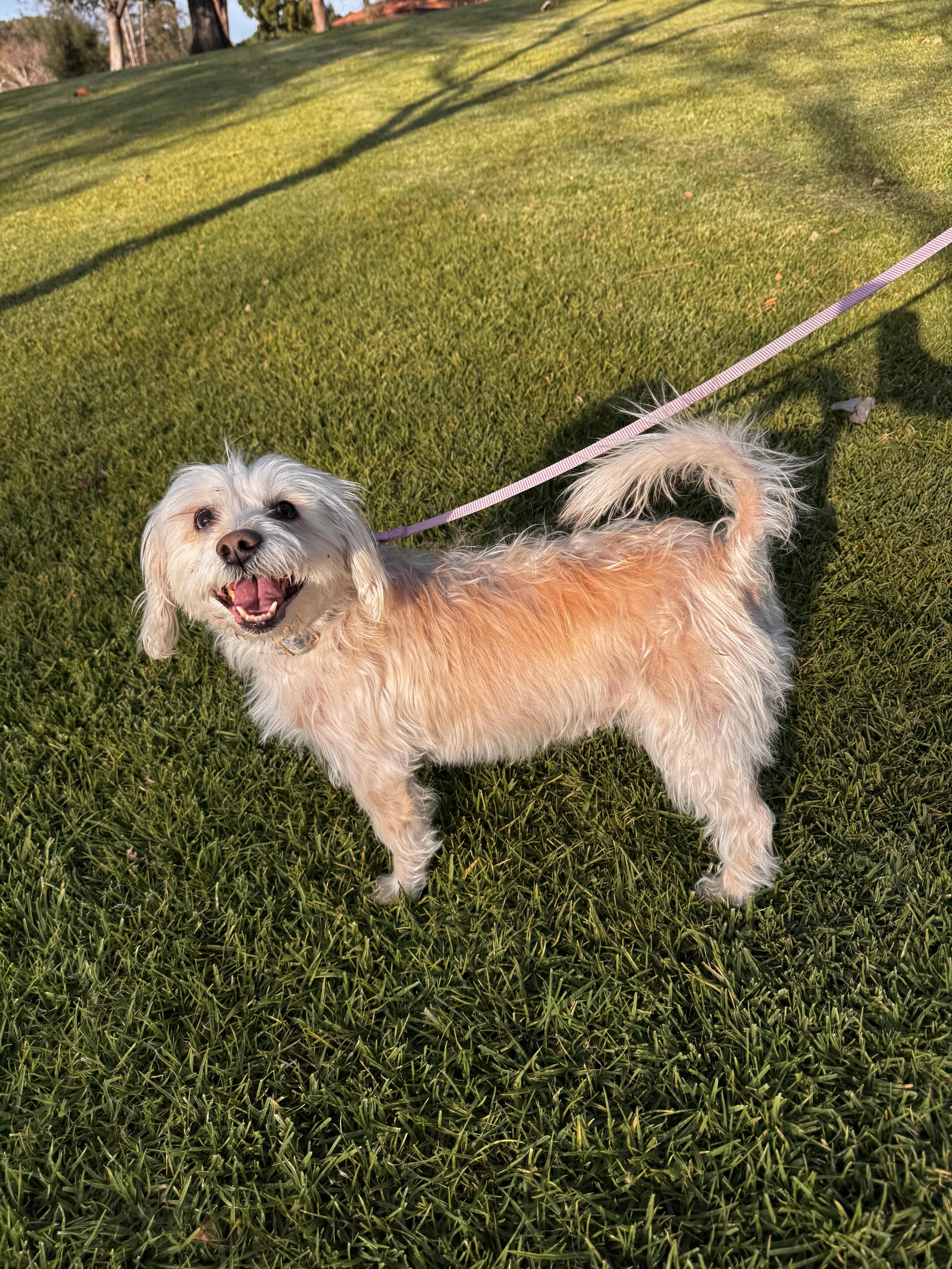 Enlarge Rubie, an adoptable mixed breed in Studio City, CA image 2/5