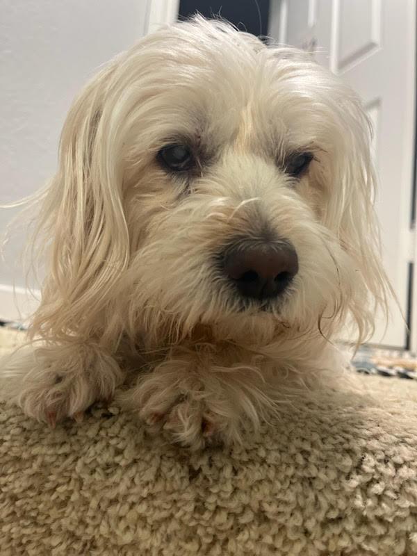 Rubie, a Adoptable mixed breed in Studio City, CA image 1/4