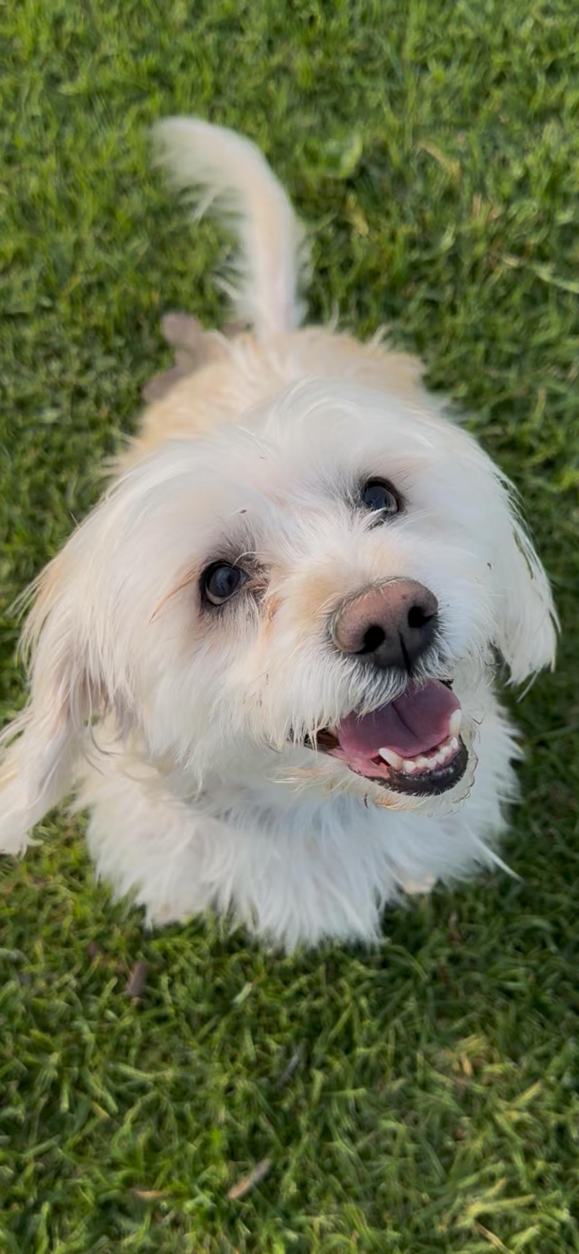 Rubie, adoptable, Adult Female West Highland White Terrier / Westie & Poodle.