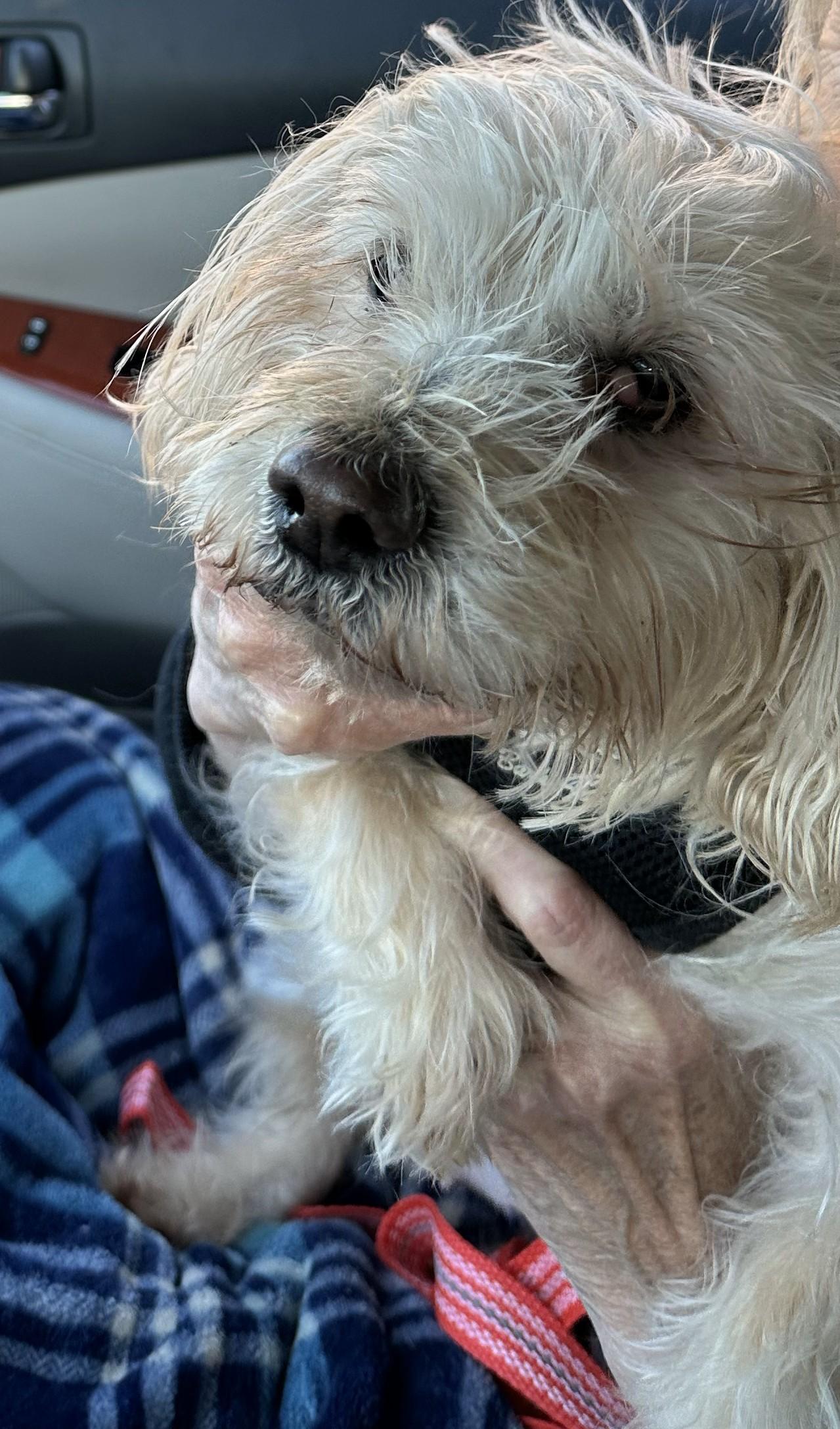 Rubie, a Adoptable mixed breed in Studio City, CA image 4/4