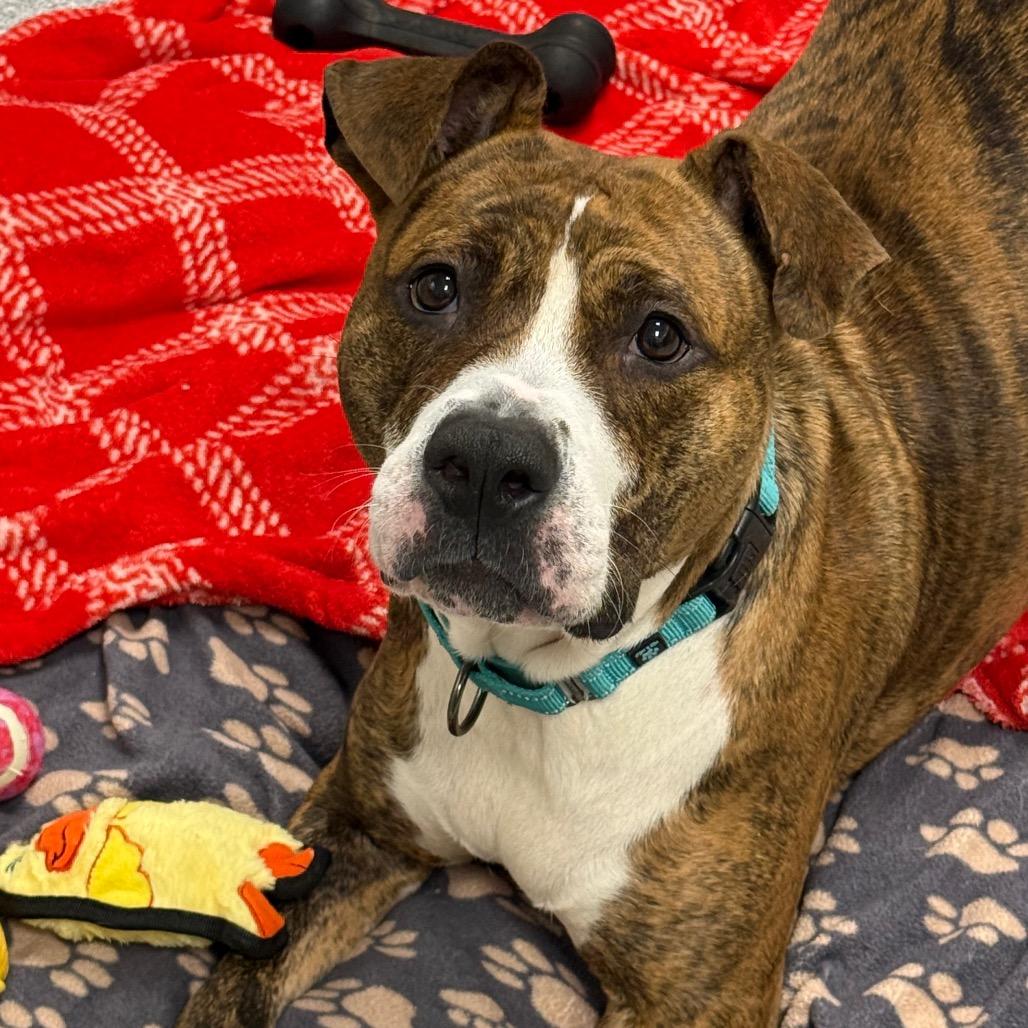 Remy, Adoptable, Adult Female American Staffordshire Terrier.