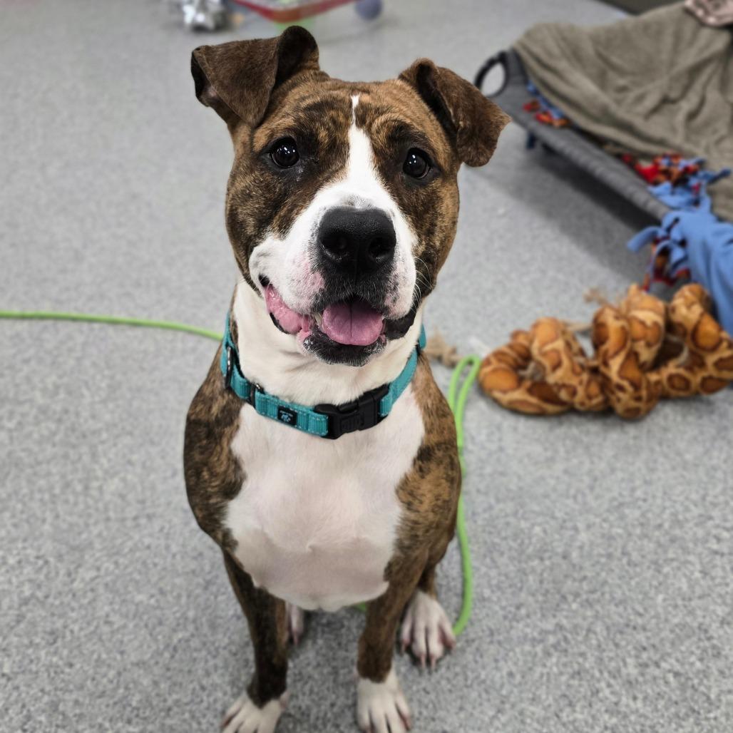 Remy, a Adoptable American Staffordshire Terrier in Grand Rapids, MI image 2/4