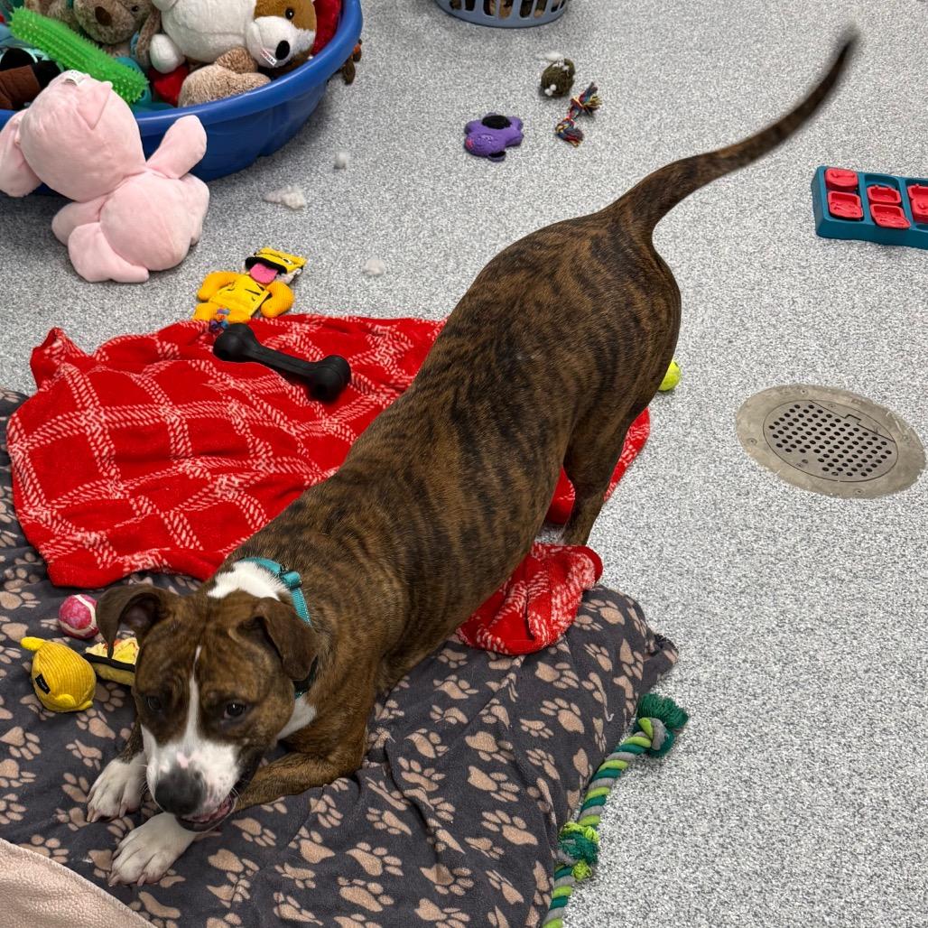 Remy, a Adoptable American Staffordshire Terrier in Grand Rapids, MI image 3/4