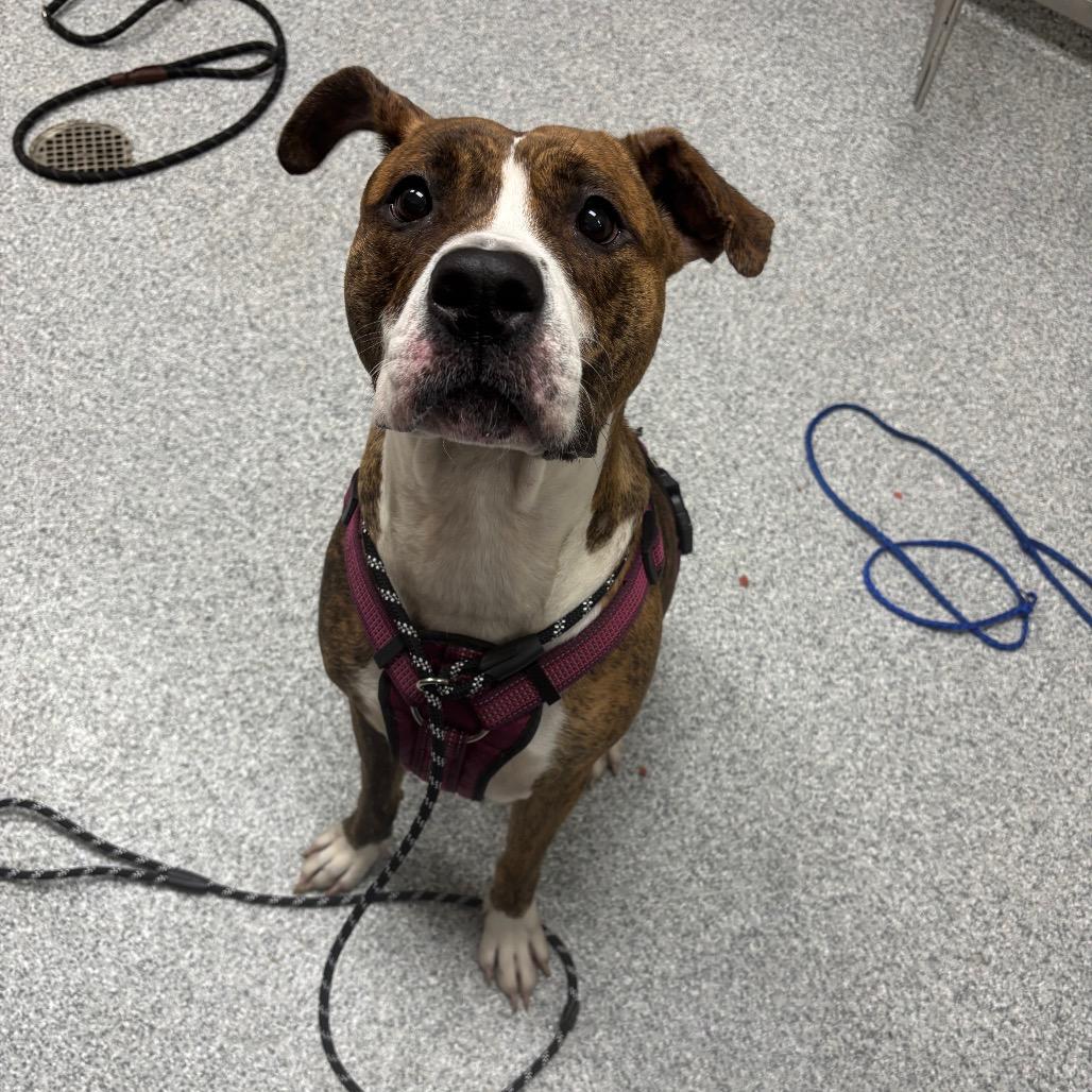 Remy, a Adoptable American Staffordshire Terrier in Grand Rapids, MI image 4/4