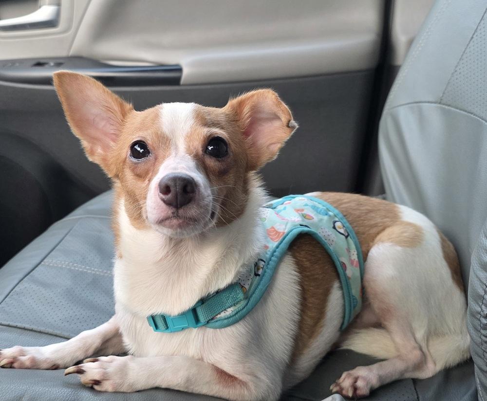 Lilly, Adoptable, Young Female Dachshund & Chihuahua.