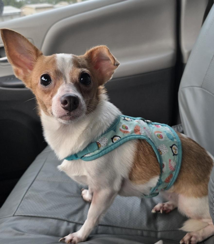 Enlarge Lilly, a Adoptable mixed breed in Bonifay, FL image 2/2