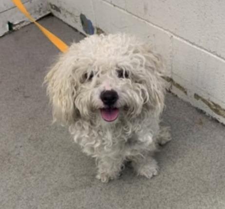 Wylie — thumbnail 3