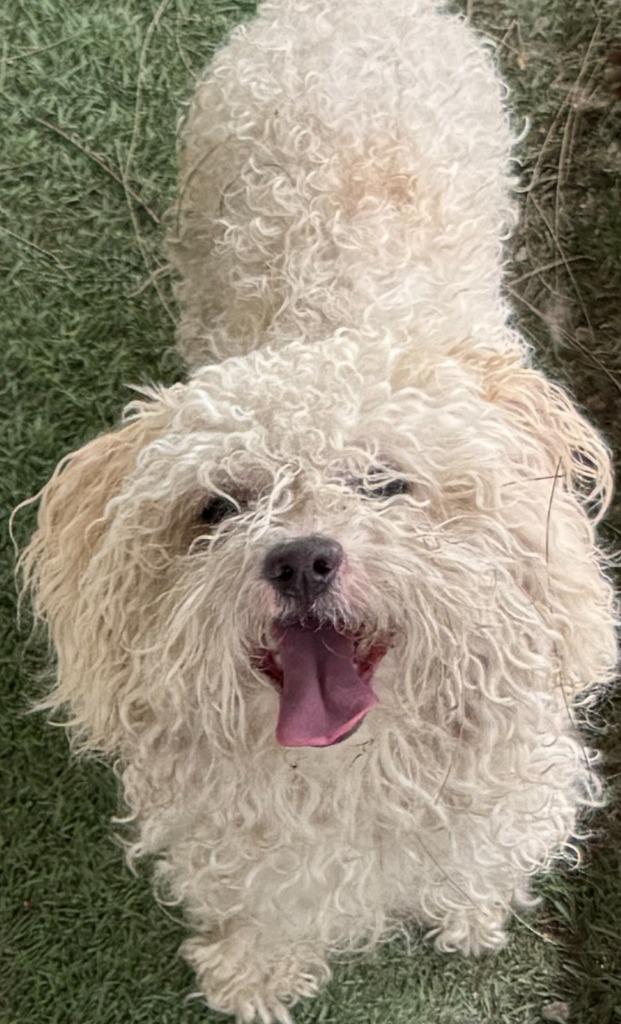 Wylie — thumbnail 4