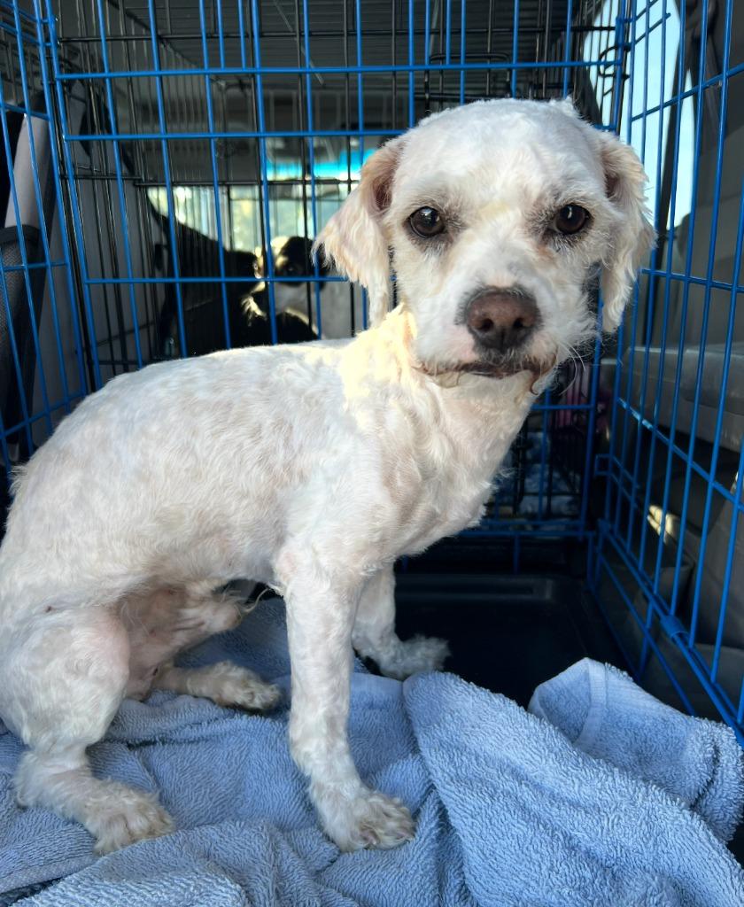 Wylie — thumbnail 5