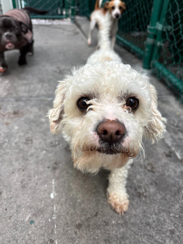 Wylie — thumbnail 6