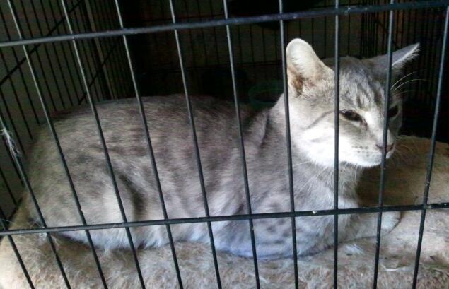 Enlarge Spartacus, a Adoptable mixed breed in Cookeville, TN image 9/12