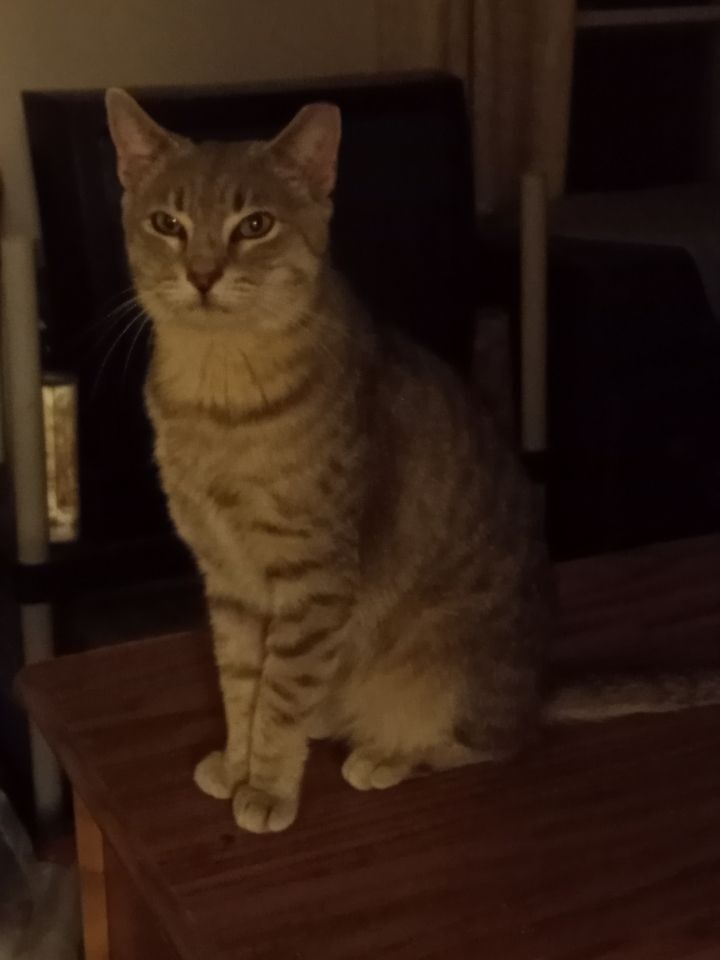 Spartacus, Adoptable, Adult Male Domestic Short Hair & Tabby.