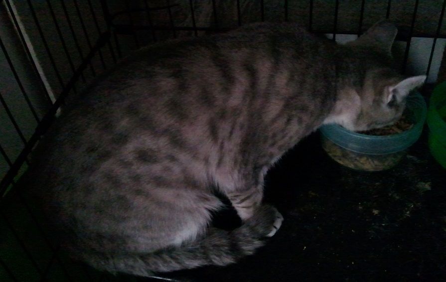 Enlarge Spartacus, a Adoptable mixed breed in Cookeville, TN image 10/12