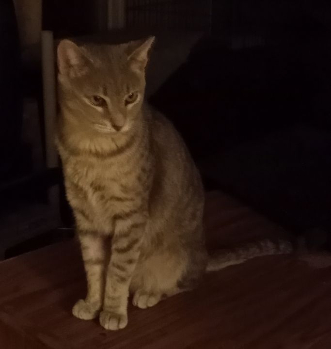 Enlarge Spartacus, a Adoptable mixed breed in Cookeville, TN image 11/12