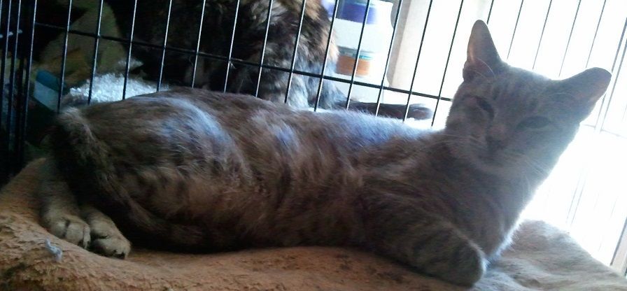 Enlarge Spartacus, a Adoptable mixed breed in Cookeville, TN image 12/12