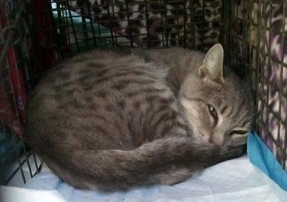 Spartacus, a Adoptable mixed breed in Cookeville, TN image 2/12