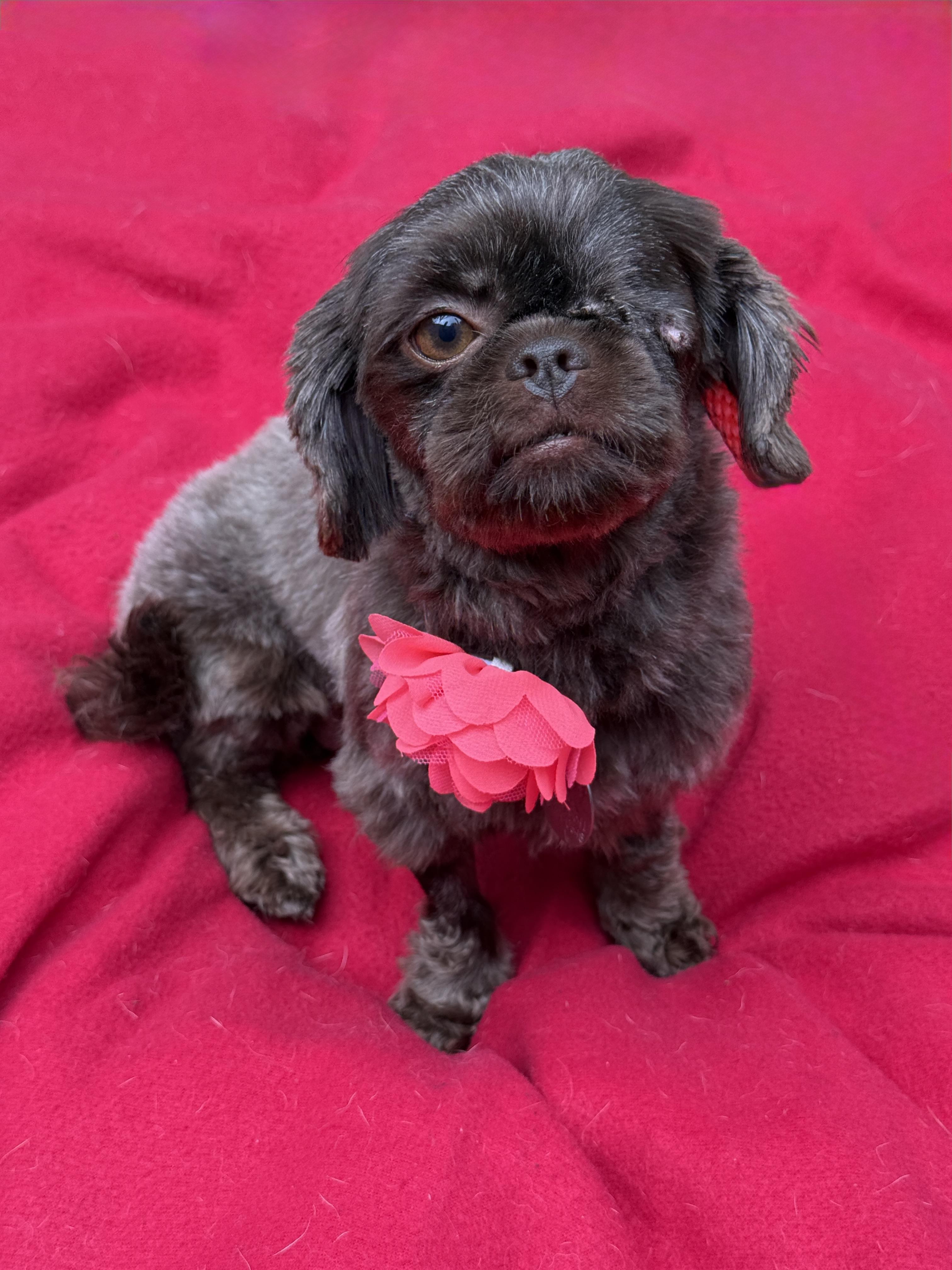Enlarge Cocoa Bean, a Adoptable mixed breed in Houston, TX image 3/6