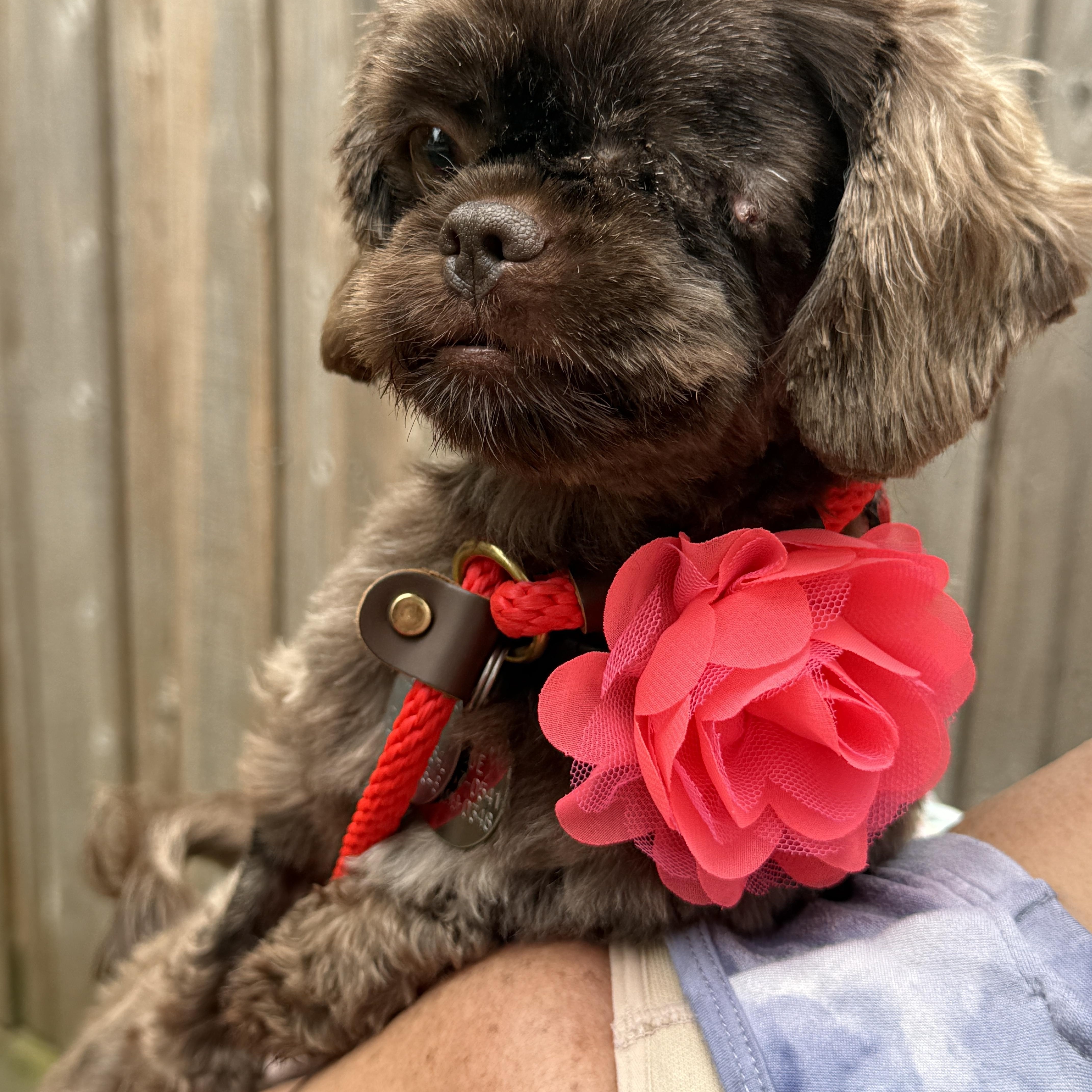 Enlarge Cocoa Bean, a Adoptable mixed breed in Houston, TX image 5/6