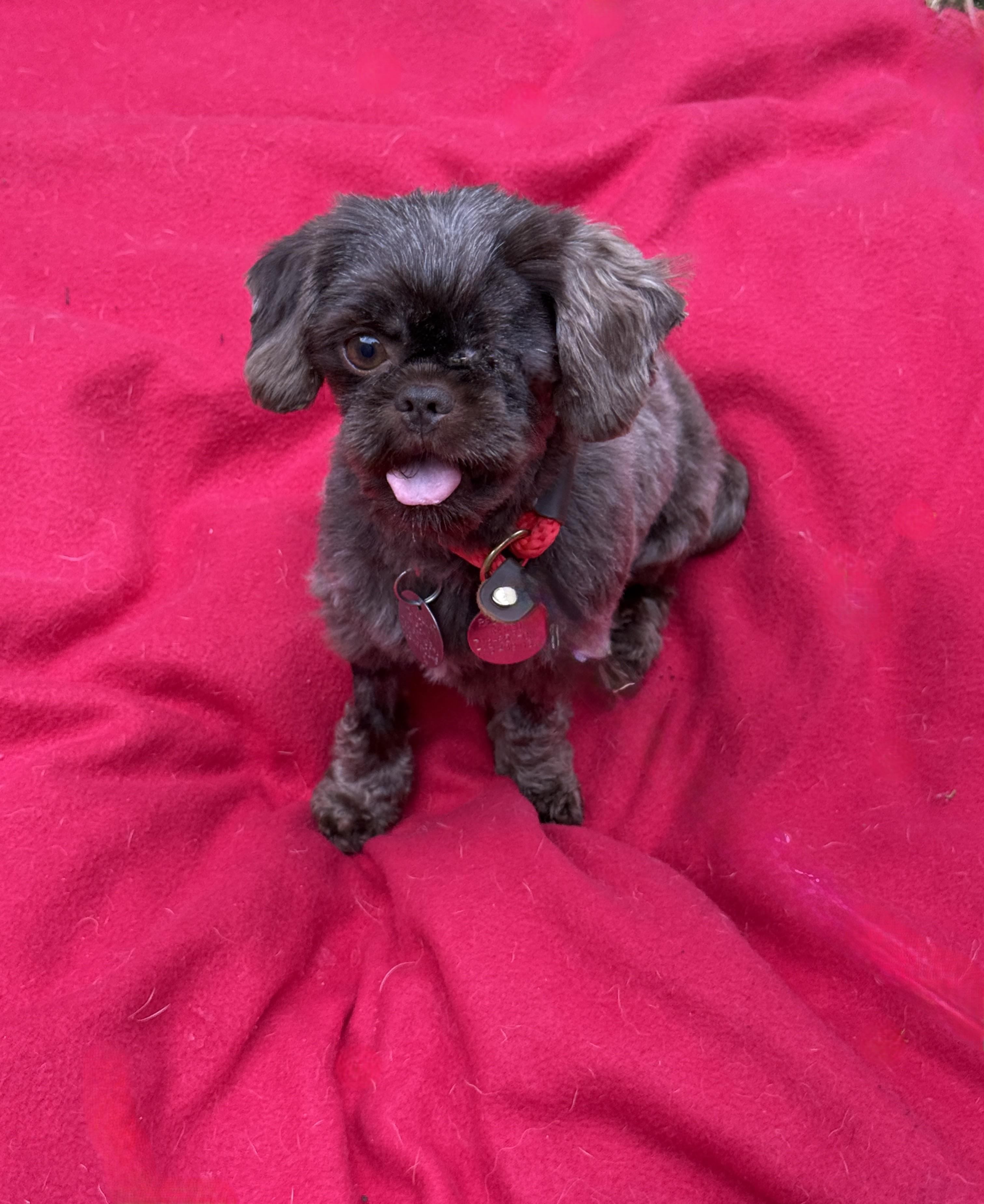 Cocoa Bean, Adoptable, Young Female Brussels Griffon.