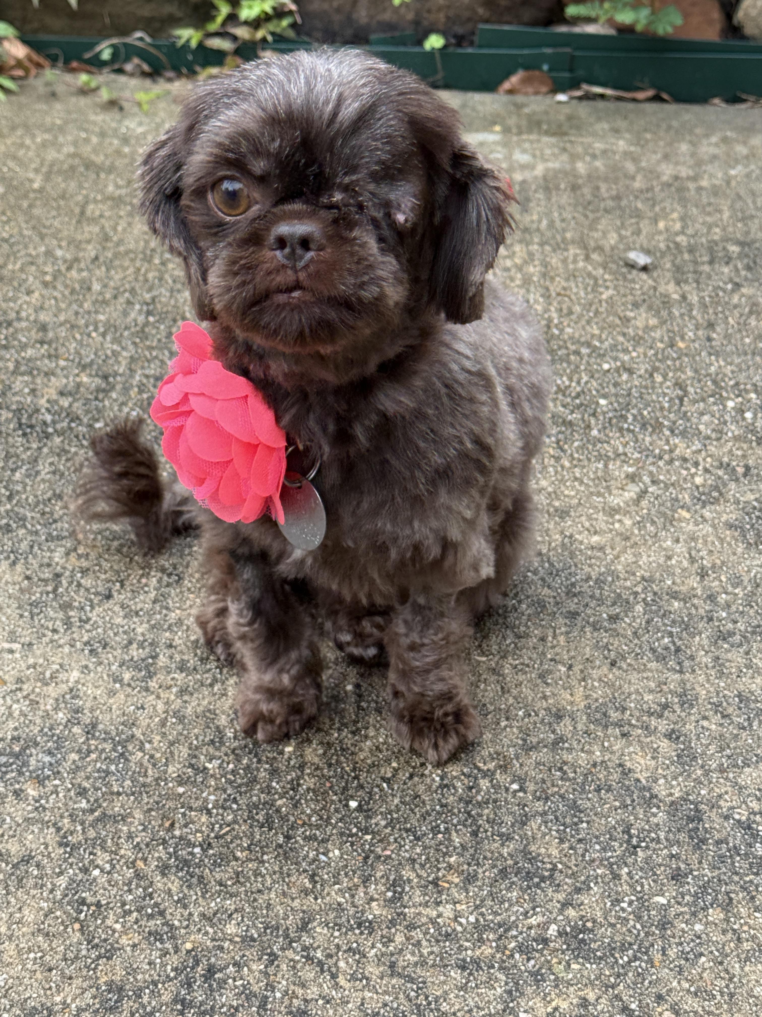 Enlarge Cocoa Bean, a Adoptable mixed breed in Houston, TX image 4/6