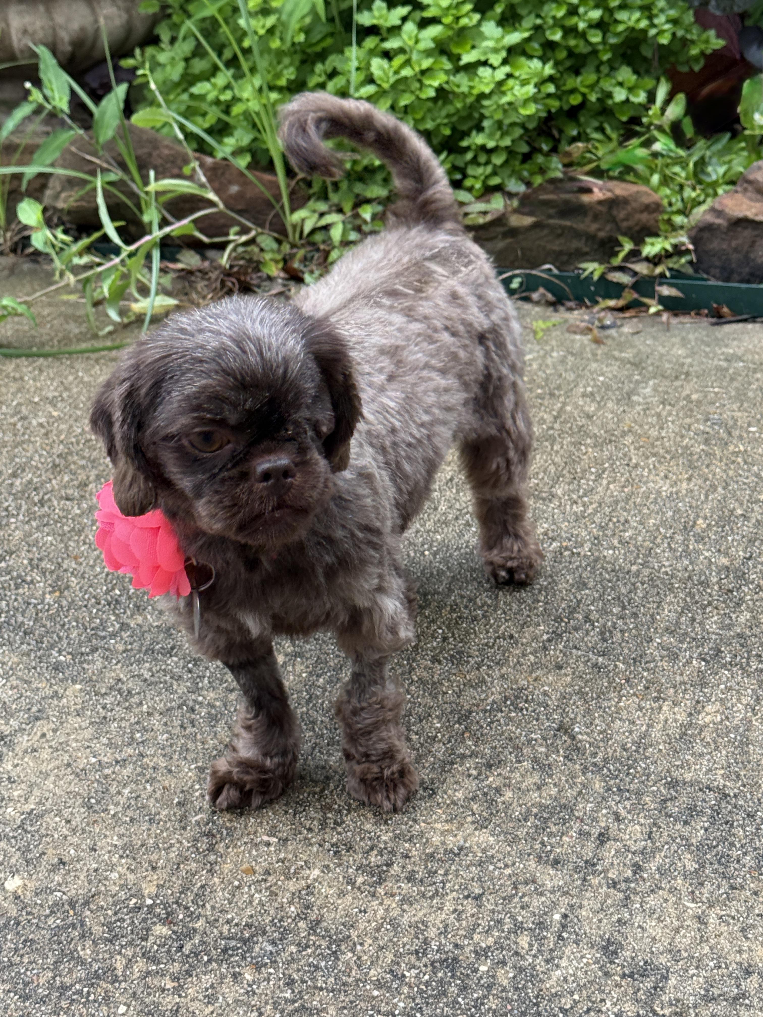 Enlarge Cocoa Bean, a Adoptable mixed breed in Houston, TX image 2/6
