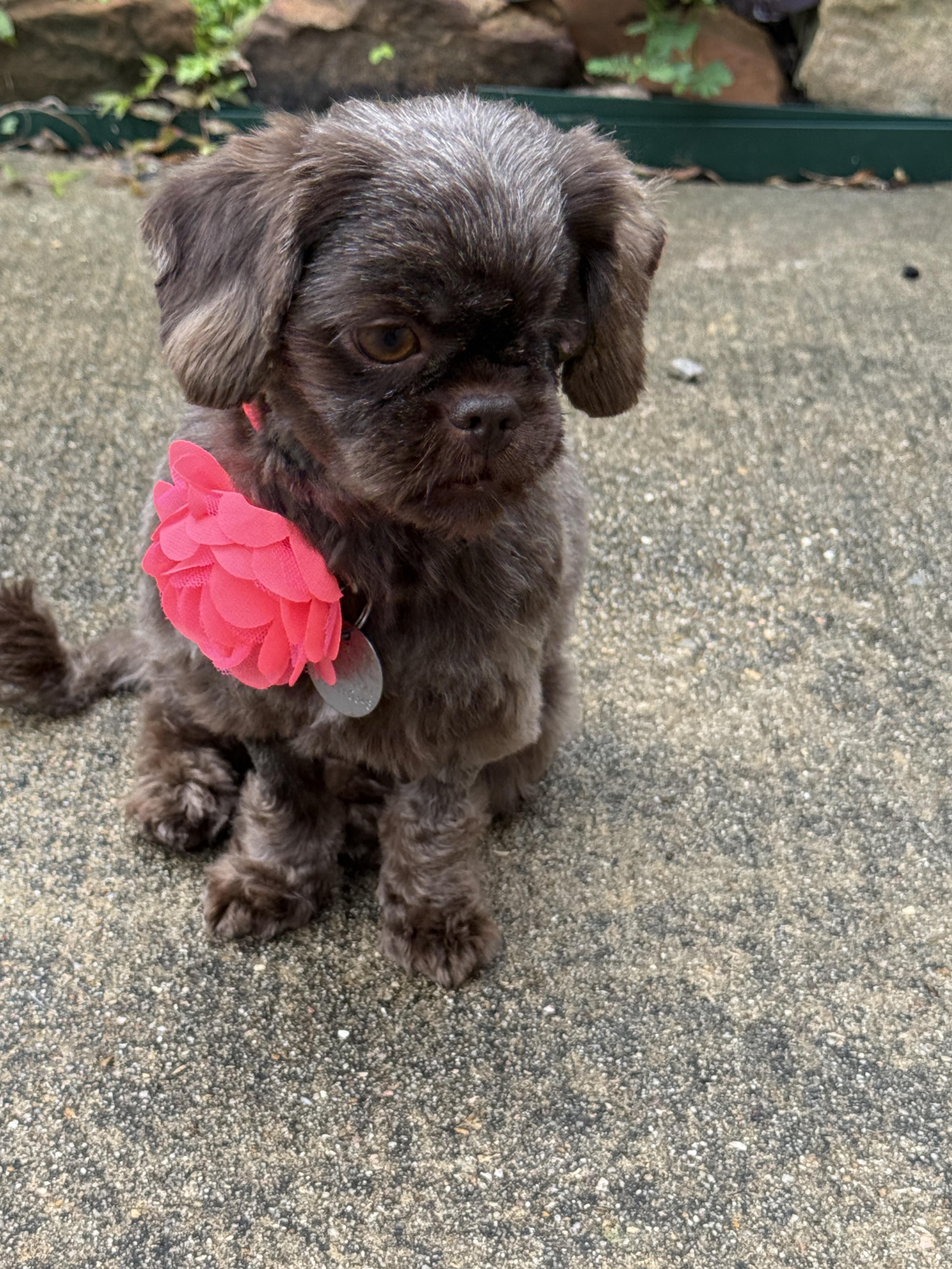 Enlarge Cocoa Bean, a Adoptable mixed breed in Houston, TX image 6/6