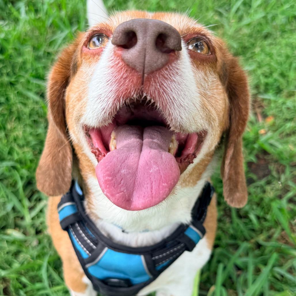 Royce, Adoptable, Senior Male Beagle.