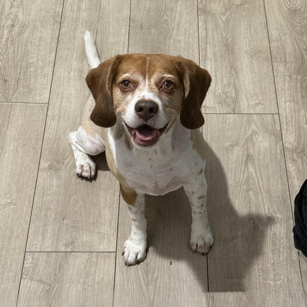 Royce, Adoptable, Senior Male Beagle.