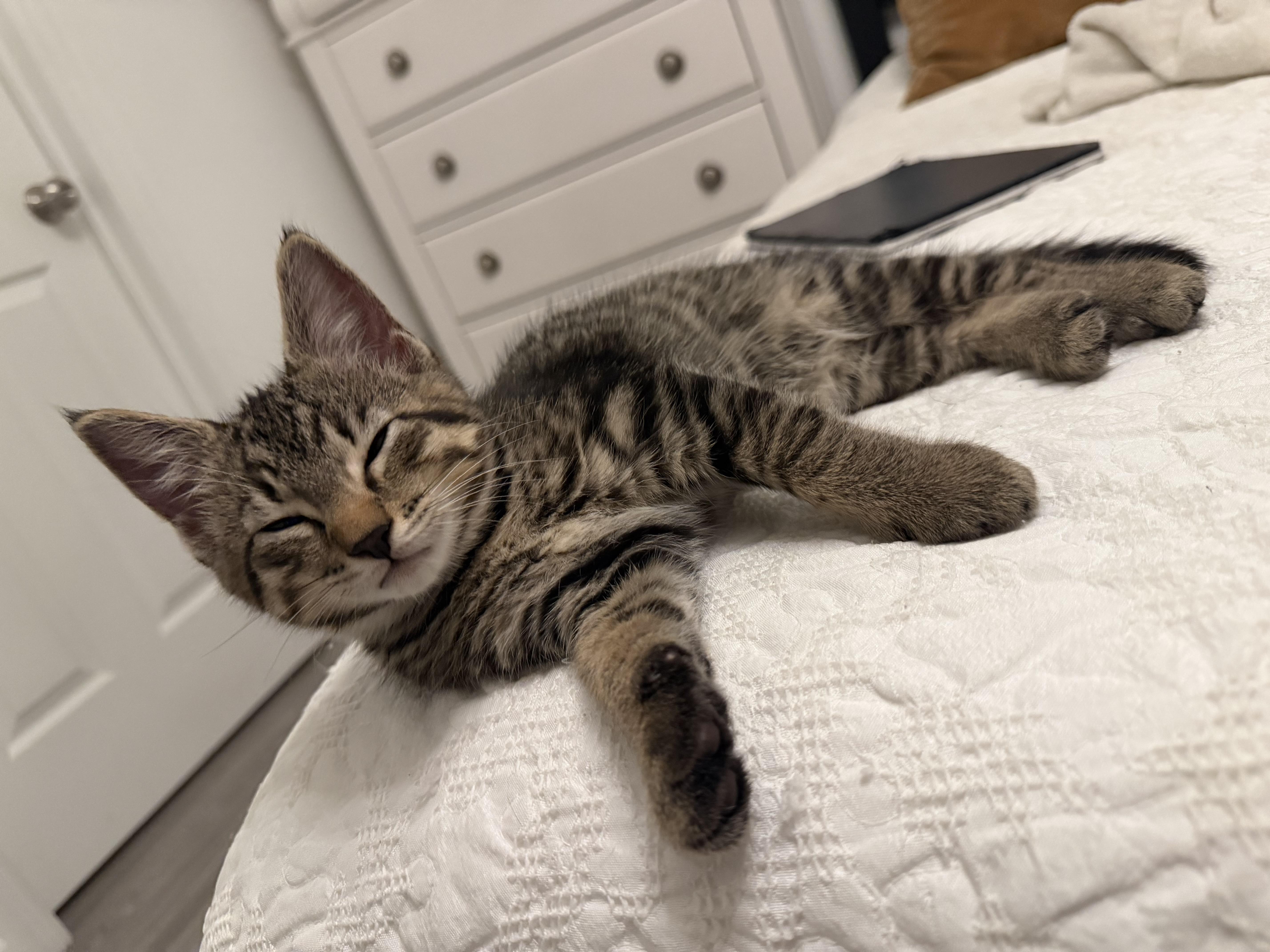 Enlarge Mothman, a Adoptable Tabby in Columbus, OH image 6/6