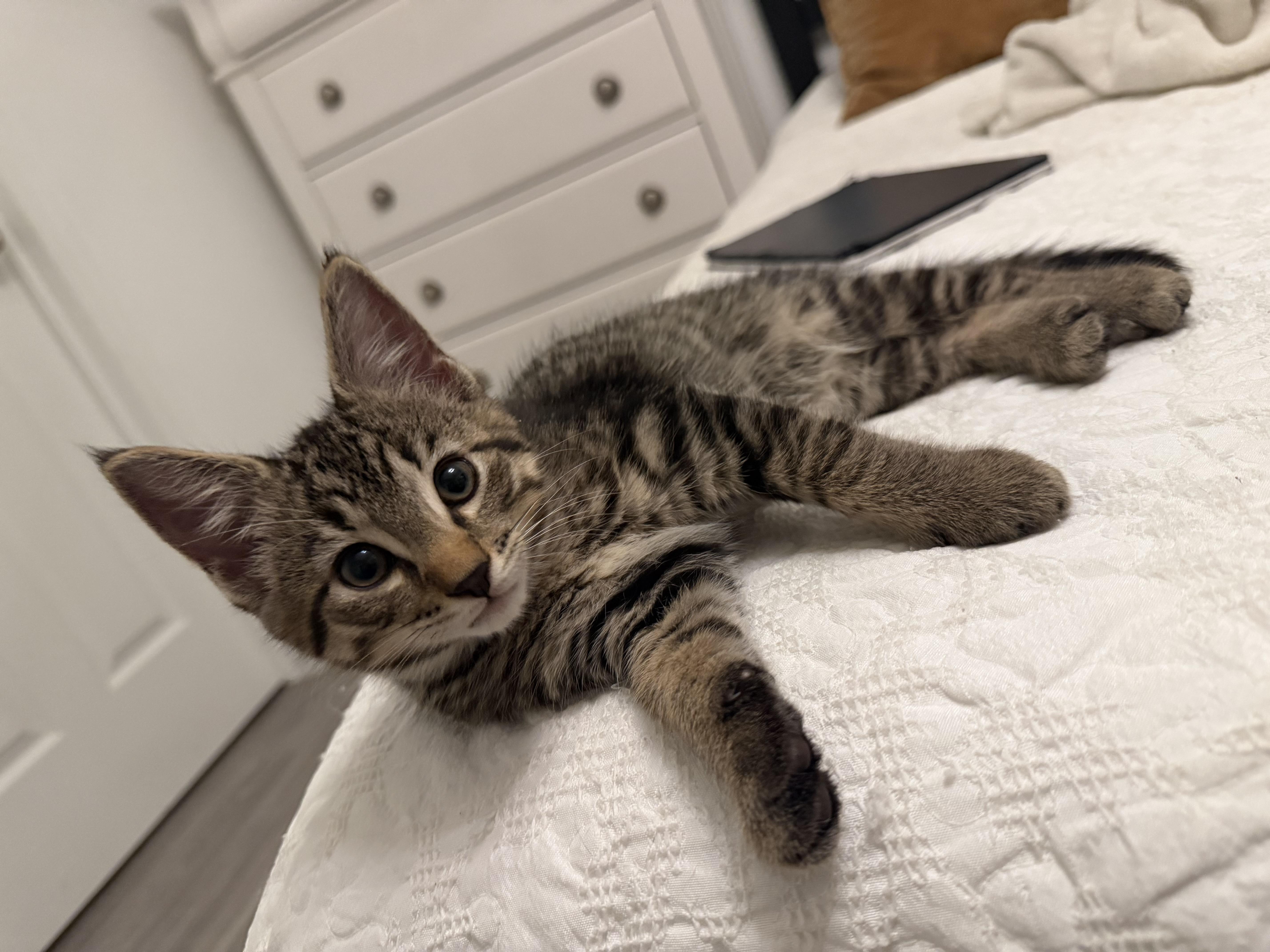 Mothman, Adoptable, Kitten Male Tabby.
