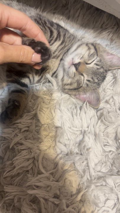 Enlarge Mothman, a Adoptable Tabby in Columbus, OH video 5/6