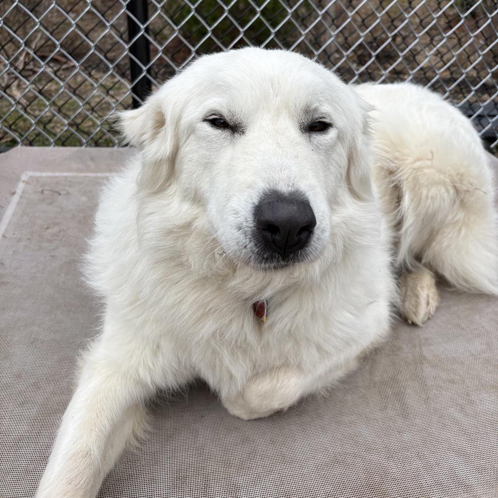 Tinkerbell, Adoptable, Adult Female Great Pyrenees.