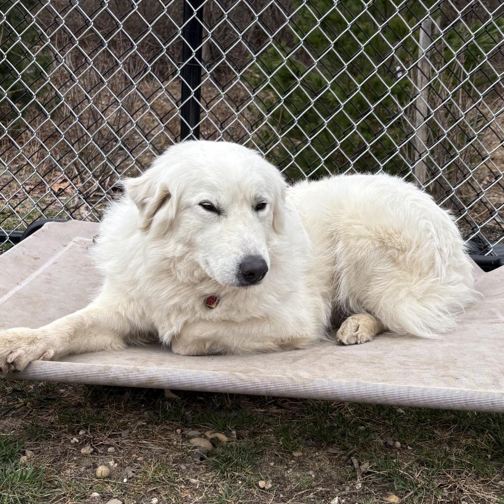 Enlarge Tinkerbell, a Adoptable Great Pyrenees in Calverton, NY image 2/4