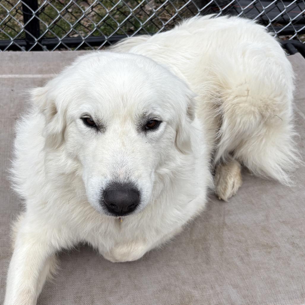 Enlarge Tinkerbell, a Adoptable Great Pyrenees in Calverton, NY image 3/4