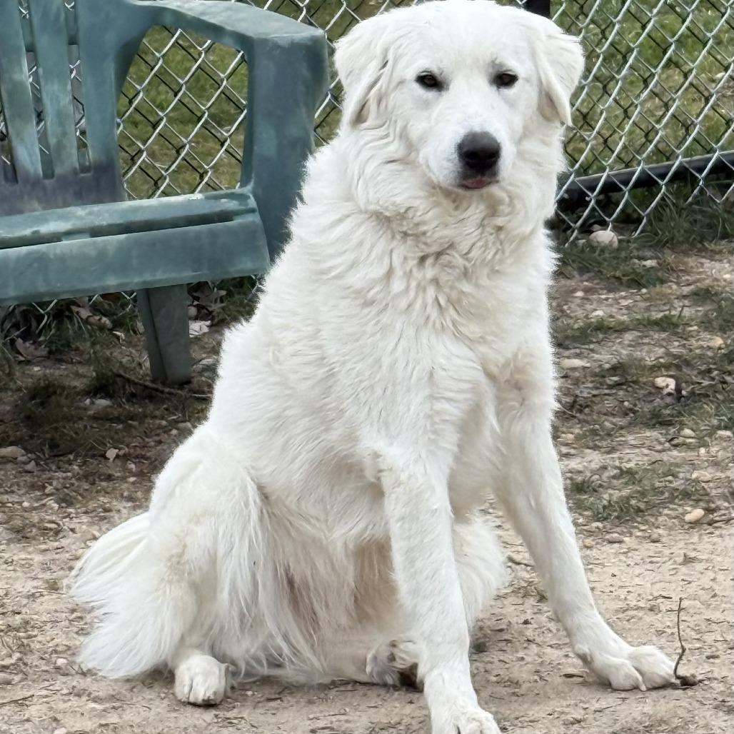 Enlarge Tinkerbell, a Adoptable Great Pyrenees in Calverton, NY image 4/4
