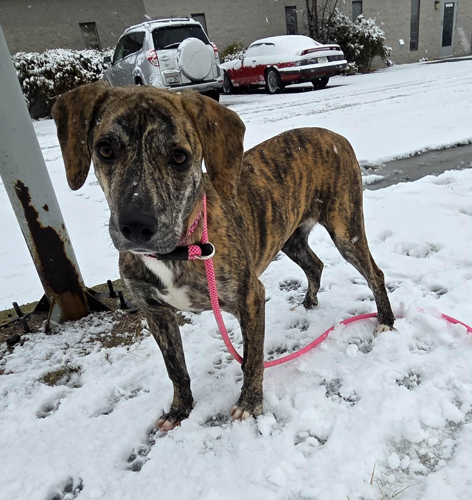 Enlarge Gloria the beautiful brindle, a Adoptable mixed breed in Muskego, WI image 4/6