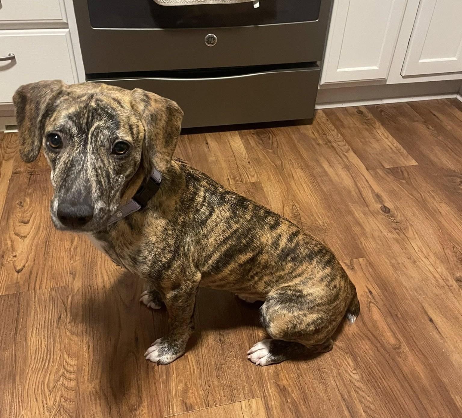 Gloria the beautiful brindle, Adoptable, Young Female Plott Hound & Basset Hound.